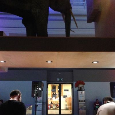 Shows - Wildlife Discotheque