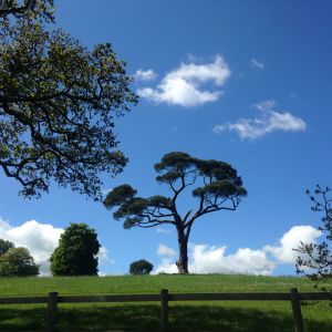 Stream Radio 