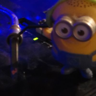 Shows - Organic Duck Diving