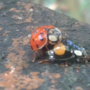 The Field Work  Show