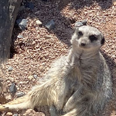 Shows - The Anything to Everything Show 