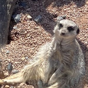 The Anything to Everything Show 